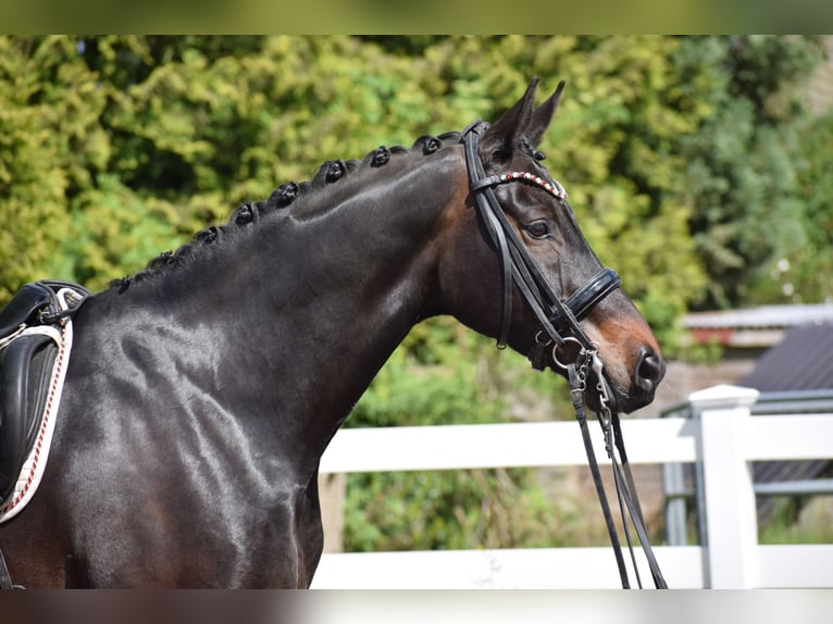 Hannoveriano Caballo castrado 11 años 173 cm Castaño oscuro in D&#xE4;tgen
