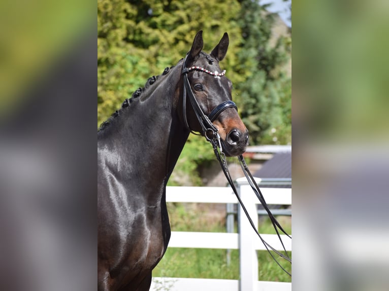 Hannoveriano Caballo castrado 11 años 173 cm Castaño oscuro in D&#xE4;tgen