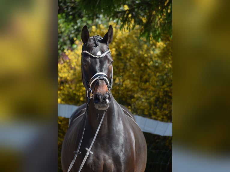 Hannoveriano Caballo castrado 11 años 173 cm Castaño oscuro in D&#xE4;tgen