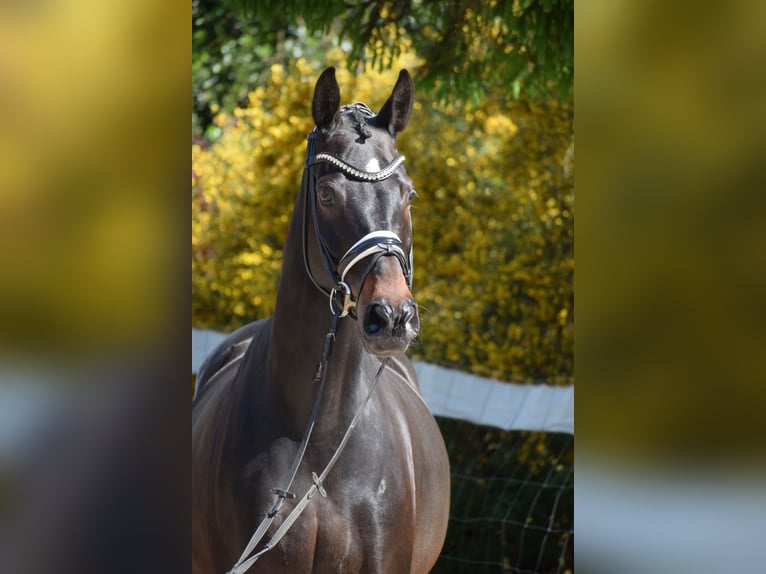 Hannoveriano Caballo castrado 11 años 173 cm Castaño oscuro in D&#xE4;tgen