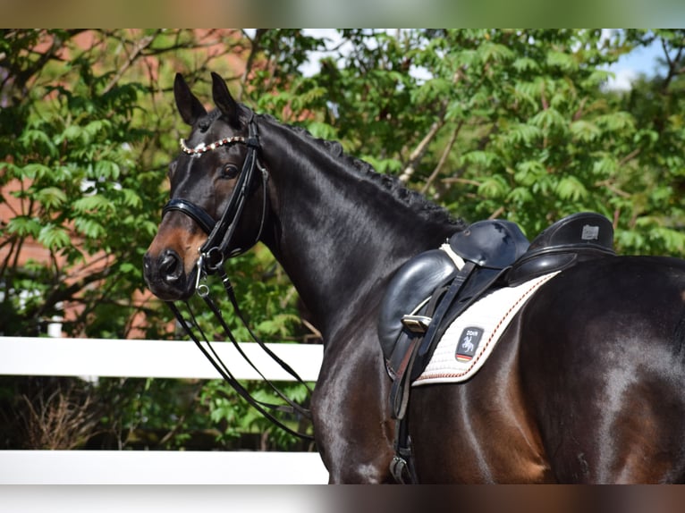 Hannoveriano Caballo castrado 11 años 173 cm Castaño oscuro in D&#xE4;tgen