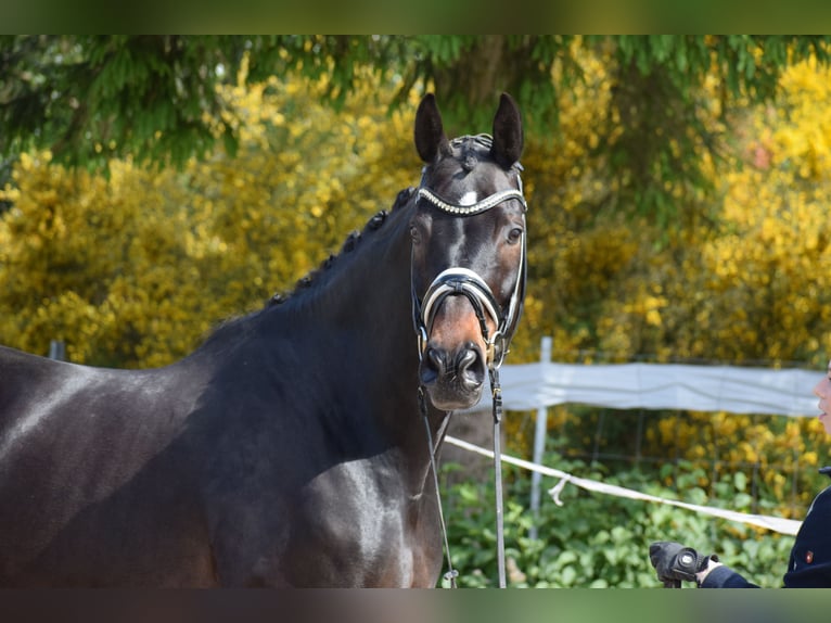 Hannoveriano Caballo castrado 11 años 173 cm Castaño oscuro in D&#xE4;tgen