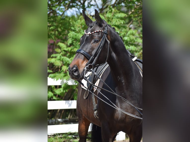 Hannoveriano Caballo castrado 11 años 173 cm Castaño oscuro in D&#xE4;tgen