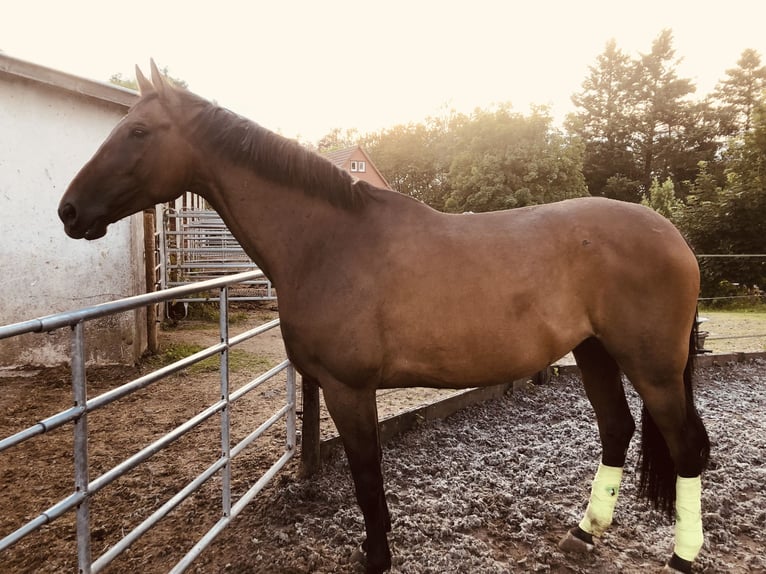 Hannoveriano Caballo castrado 11 años 173 cm Castaño oscuro in Ulrichstein