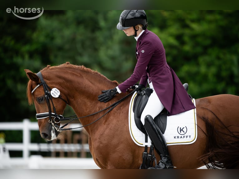 Hannoveriano Caballo castrado 11 años 174 cm Alazán in Szczecin