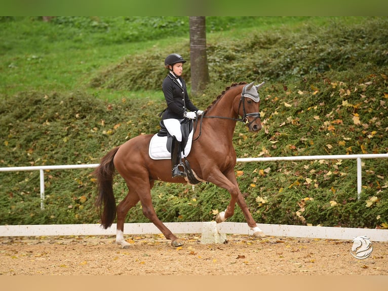 Hannoveriano Caballo castrado 11 años 174 cm Alazán-tostado in Passau