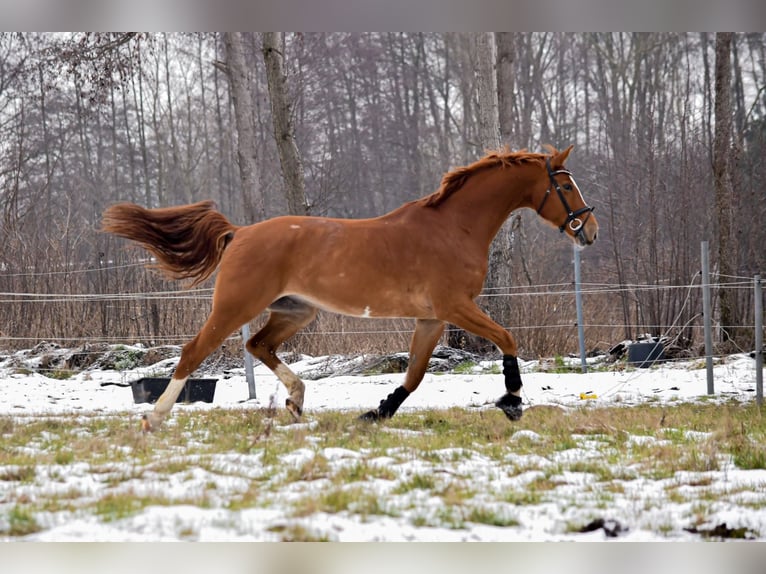 Hannoveriano Caballo castrado 11 años 175 cm Alazán in Handorf