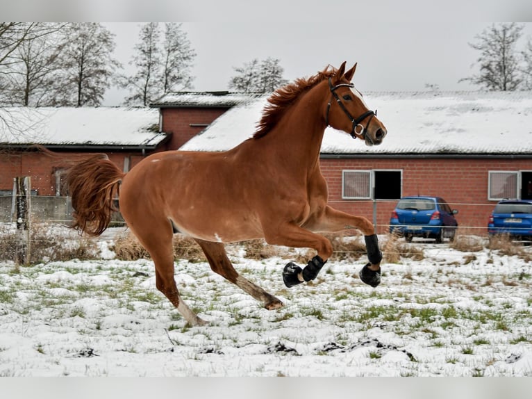 Hannoveriano Caballo castrado 11 años 175 cm Alazán in Handorf