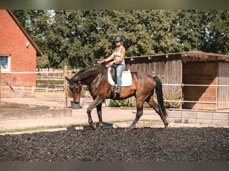 Hannoveriano Caballo castrado 11 años 175 cm Castaño in Nottuln