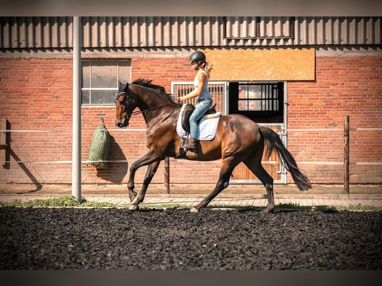 Hannoveriano Caballo castrado 11 años 175 cm Castaño in Nottuln