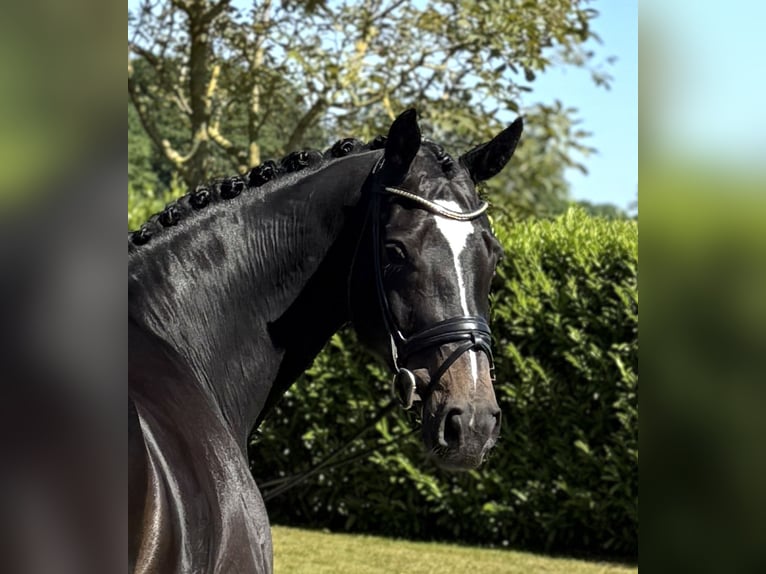 Hannoveriano Caballo castrado 11 años 175 cm Castaño oscuro in Visbek