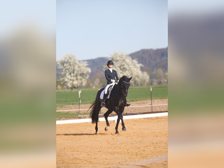 Hannoveriano Caballo castrado 11 años 175 cm Negro in Innsbruck