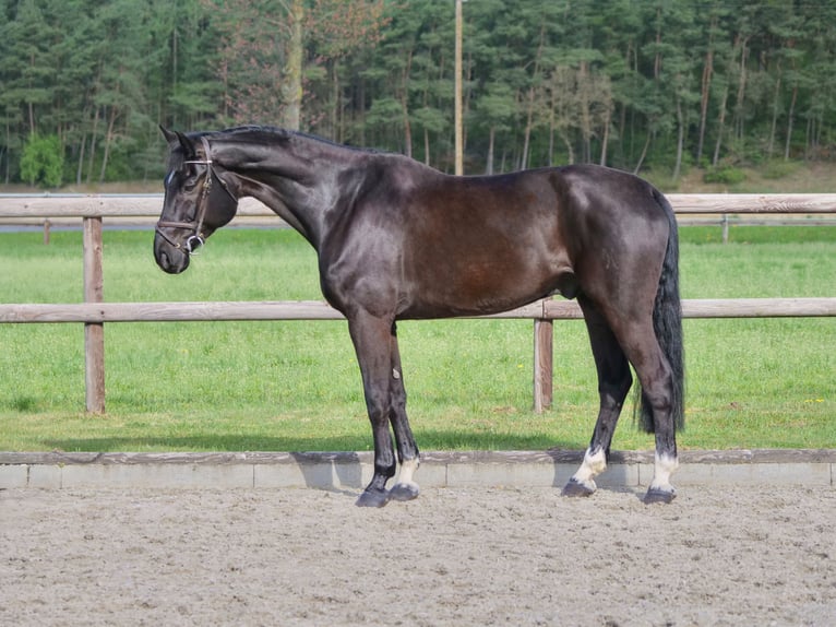 Hannoveriano Caballo castrado 11 años 175 cm Negro in Dohren