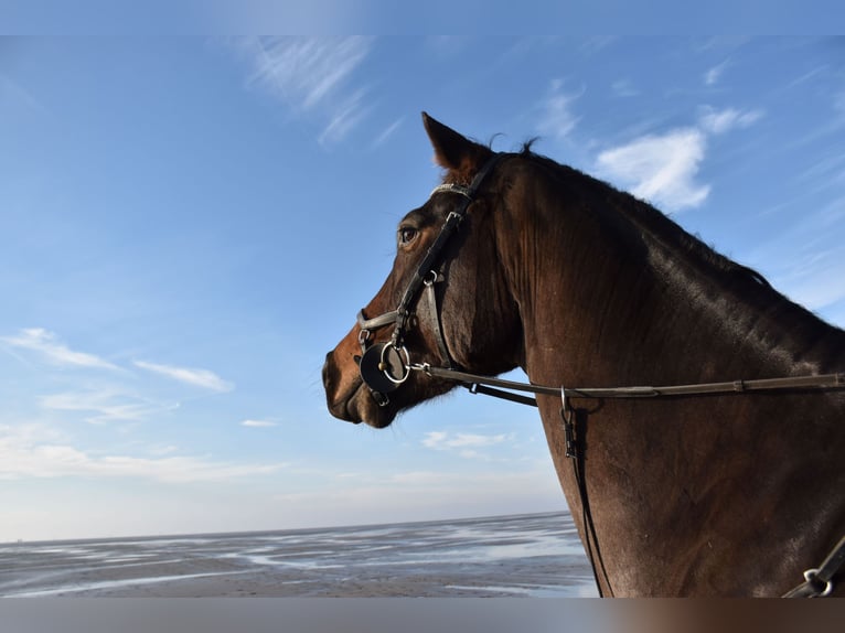 Hannoveriano Caballo castrado 11 años 176 cm Castaño oscuro in Brokstedt