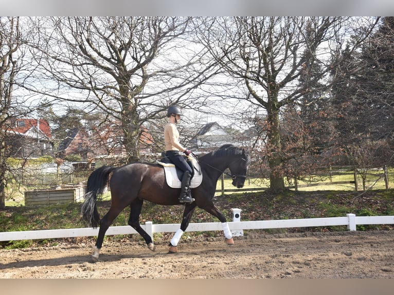 Hannoveriano Caballo castrado 11 años 176 cm Castaño oscuro in Brokstedt
