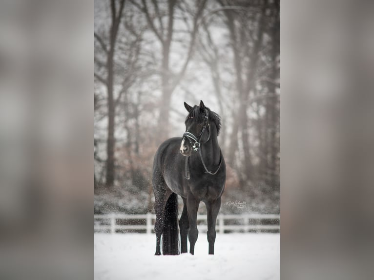 Hannoveriano Caballo castrado 11 años 176 cm Negro in Norderstedt