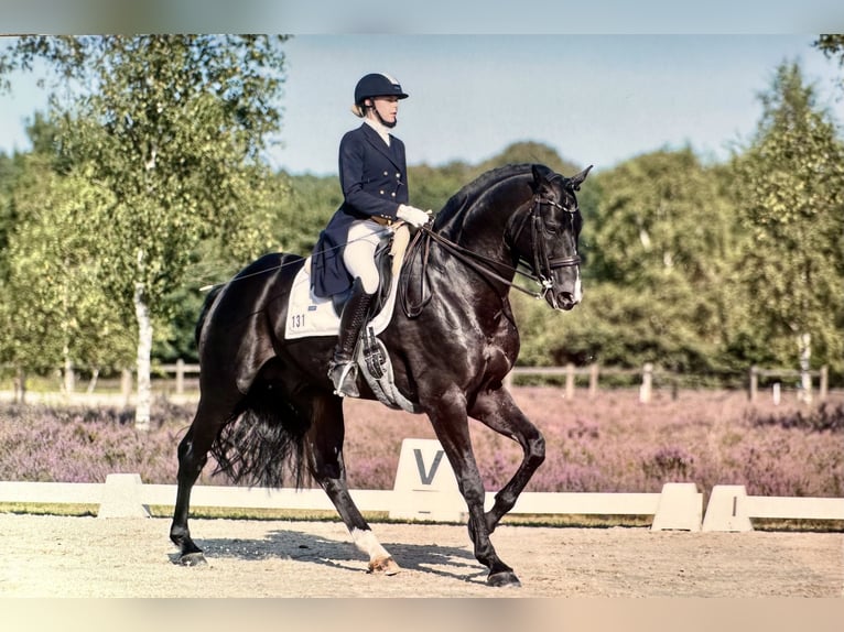 Hannoveriano Caballo castrado 11 años 176 cm Negro in Norderstedt