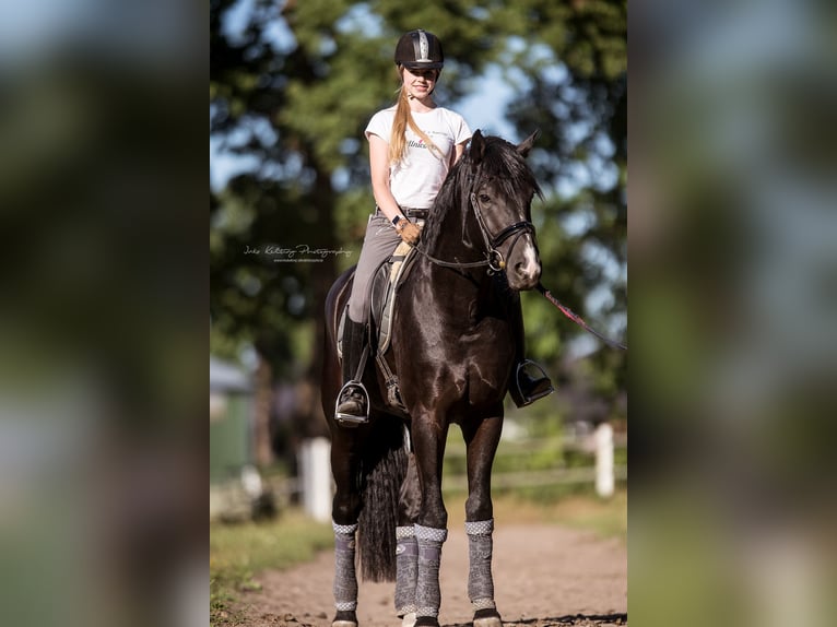 Hannoveriano Caballo castrado 11 años 176 cm Negro in Norderstedt