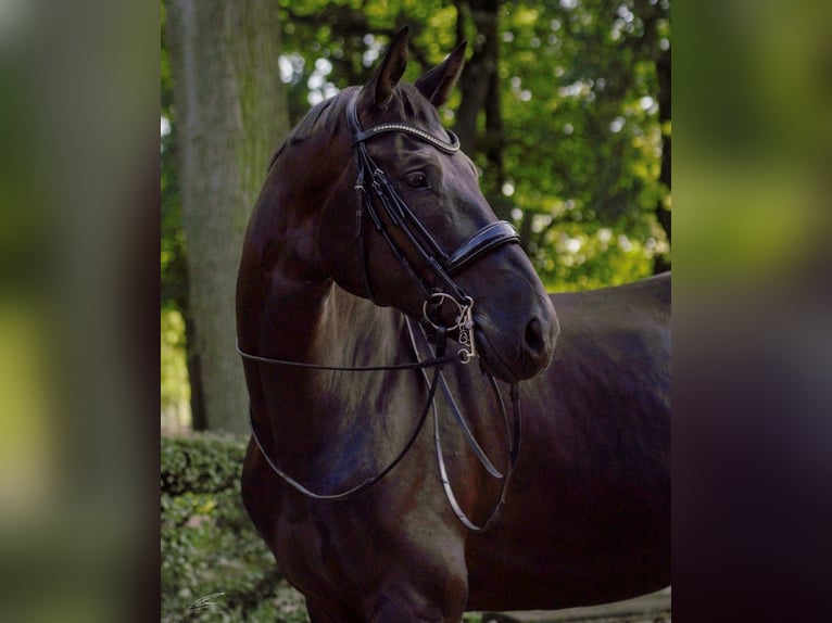 Hannoveriano Caballo castrado 11 años 177 cm Negro in Hannover