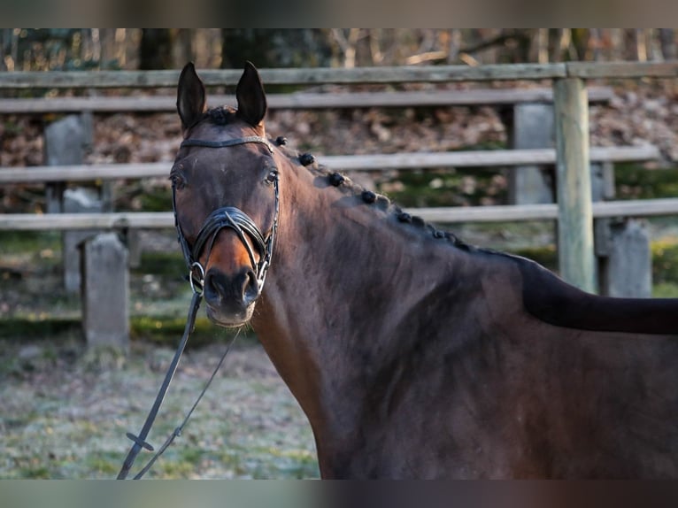 Hannoveriano Caballo castrado 11 años 178 cm Castaño in Wuppertal