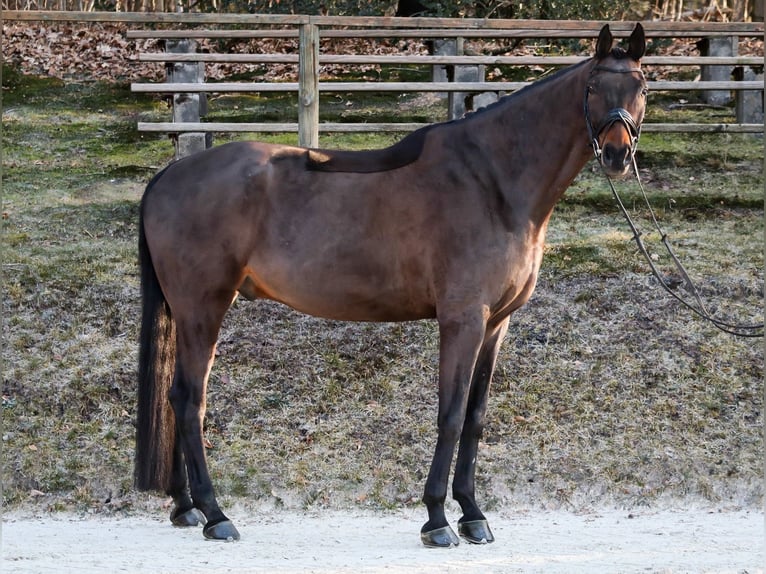 Hannoveriano Caballo castrado 11 años 178 cm Castaño in Wuppertal