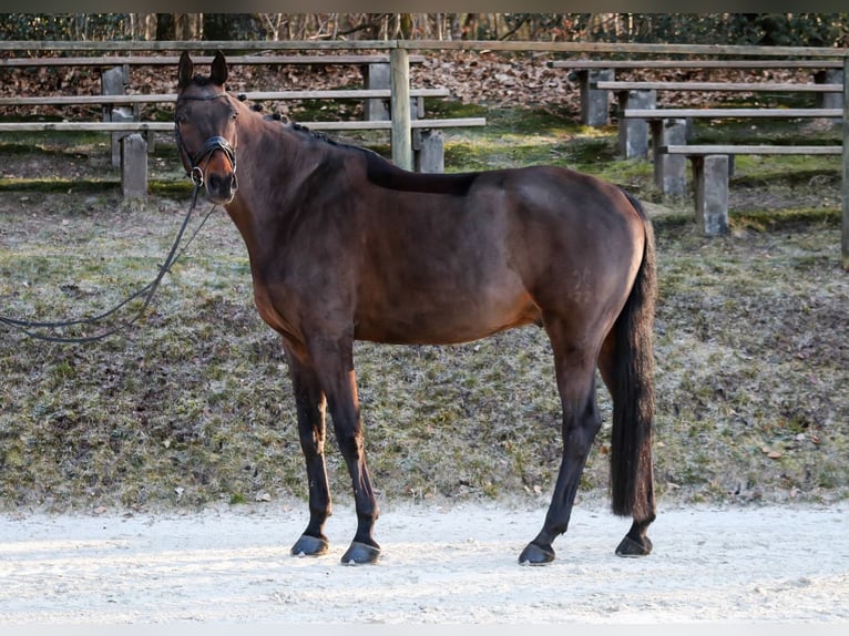 Hannoveriano Caballo castrado 11 años 178 cm Castaño in Wuppertal