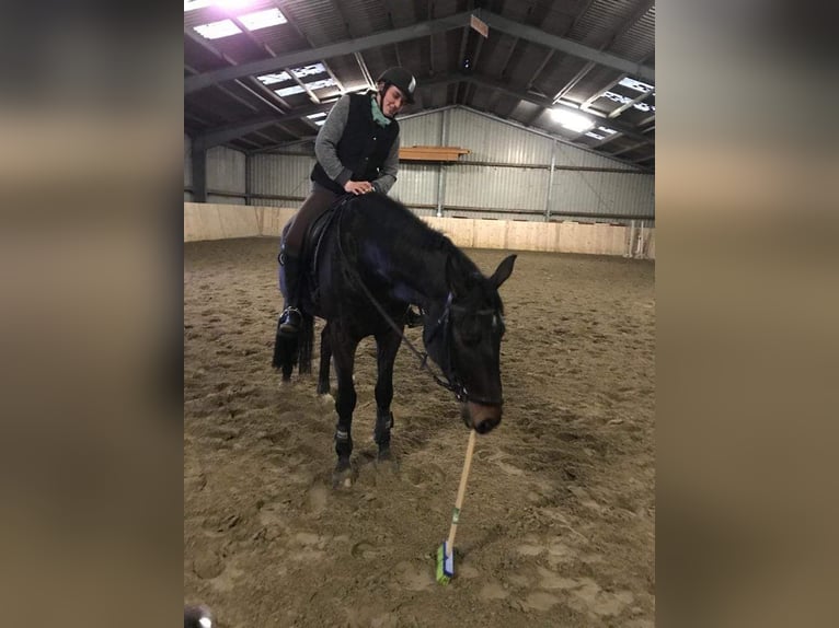 Hannoveriano Caballo castrado 11 años 178 cm Morcillo in Gorleben Meetschow