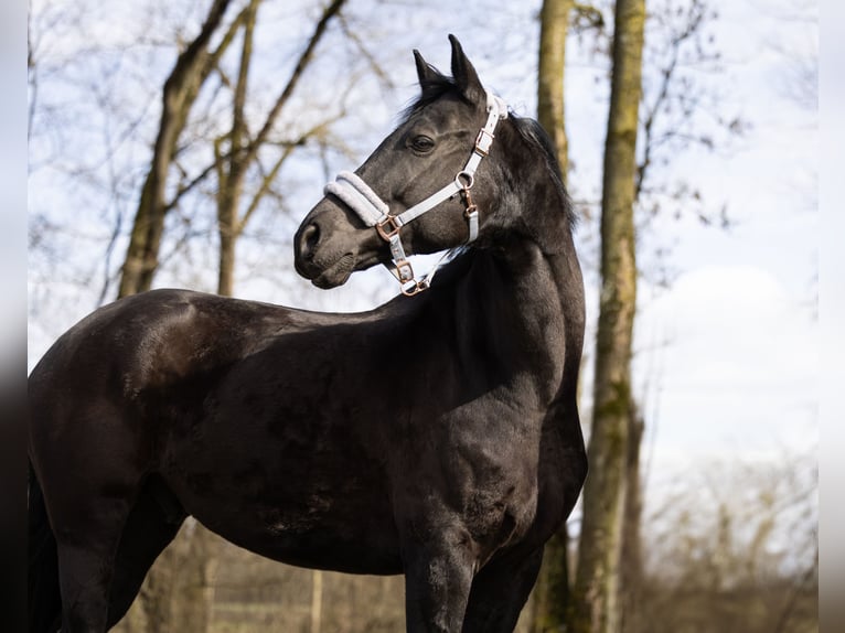 Hannoveriano Caballo castrado 11 años 178 cm Negro in Hebertshausen