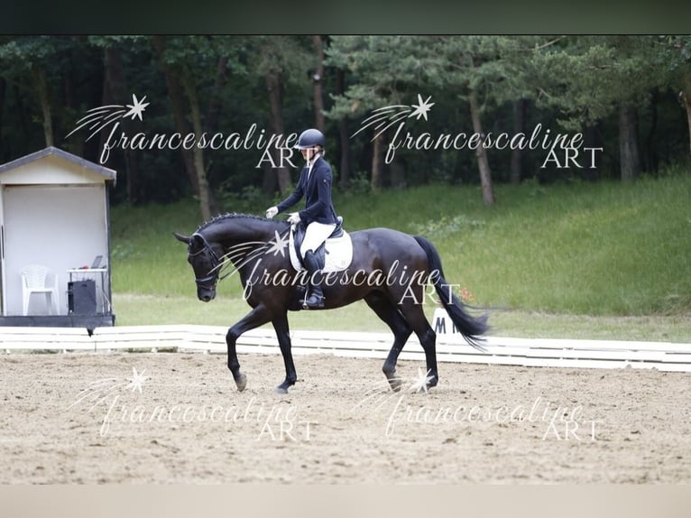 Hannoveriano Mestizo Caballo castrado 11 años 179 cm Negro in Stade