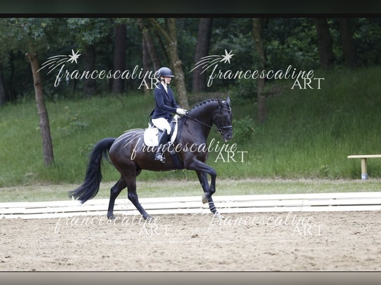 Hannoveriano Mestizo Caballo castrado 11 años 179 cm Negro in Stade