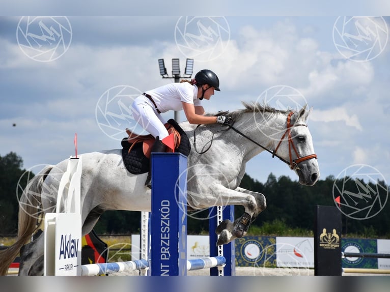 Hannoveriano Mestizo Caballo castrado 11 años 179 cm Tordo picazo in Micha&#x142;owice-Wie&#x15B;