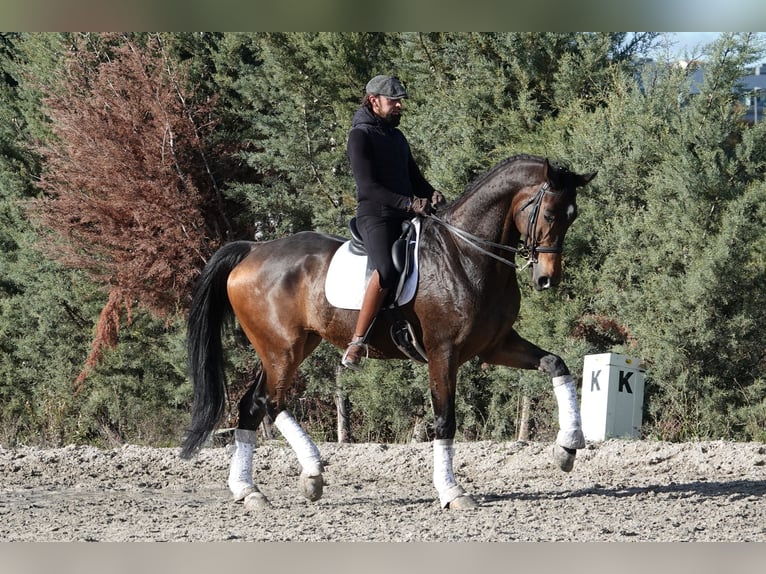 Hannoveriano Caballo castrado 11 años 180 cm Bayo in Noain (Navarra)