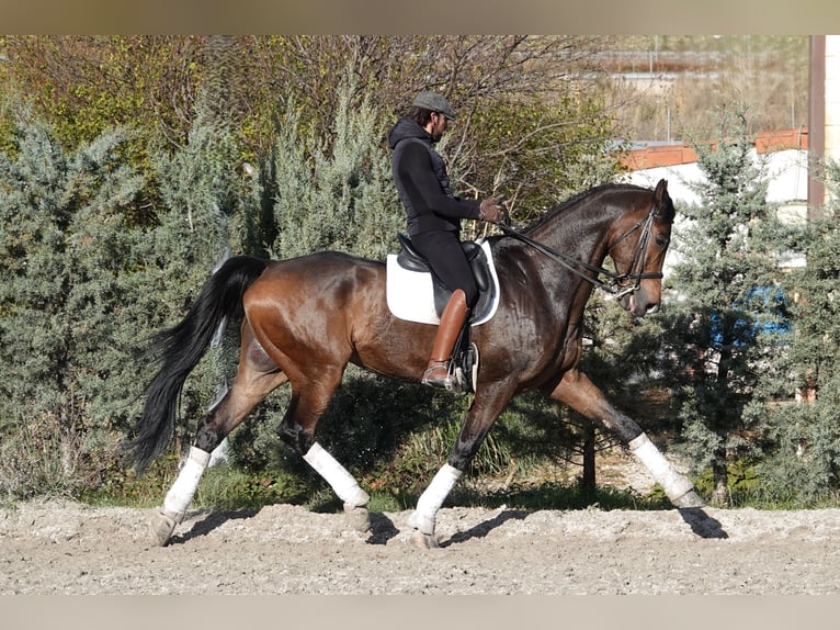 Hannoveriano Caballo castrado 11 años 180 cm Bayo in Noain (Navarra)