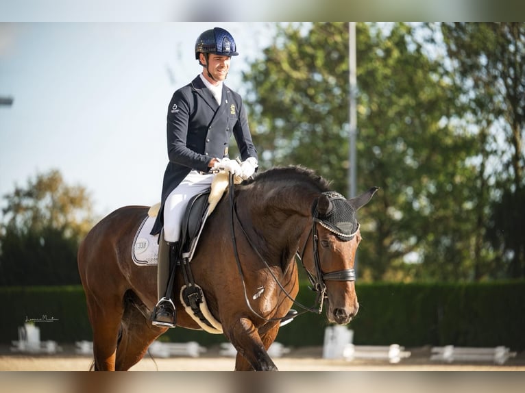 Hannoveriano Caballo castrado 11 años 180 cm Castaño oscuro in Dinslaken