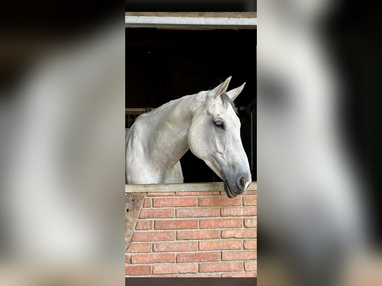 Hannoveriano Caballo castrado 11 años 180 cm Tordo in Worblaufen