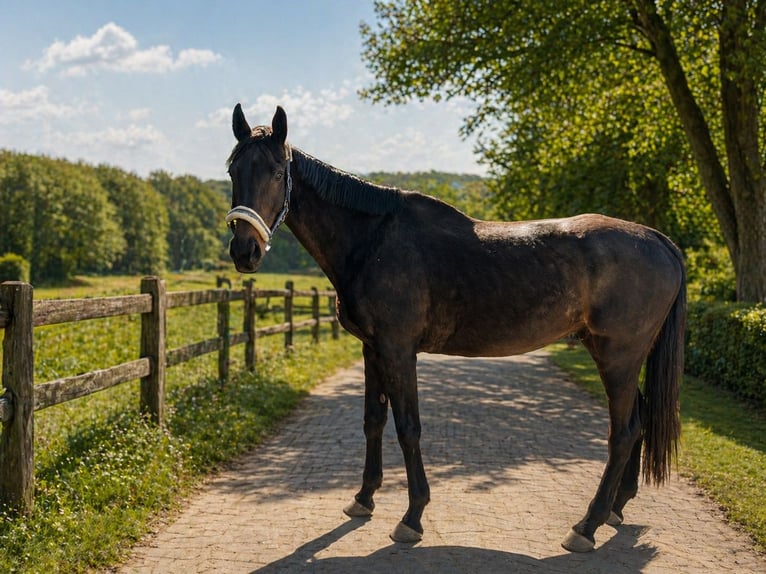 Hannoveriano Caballo castrado 11 años 183 cm Castaño oscuro in Hannover