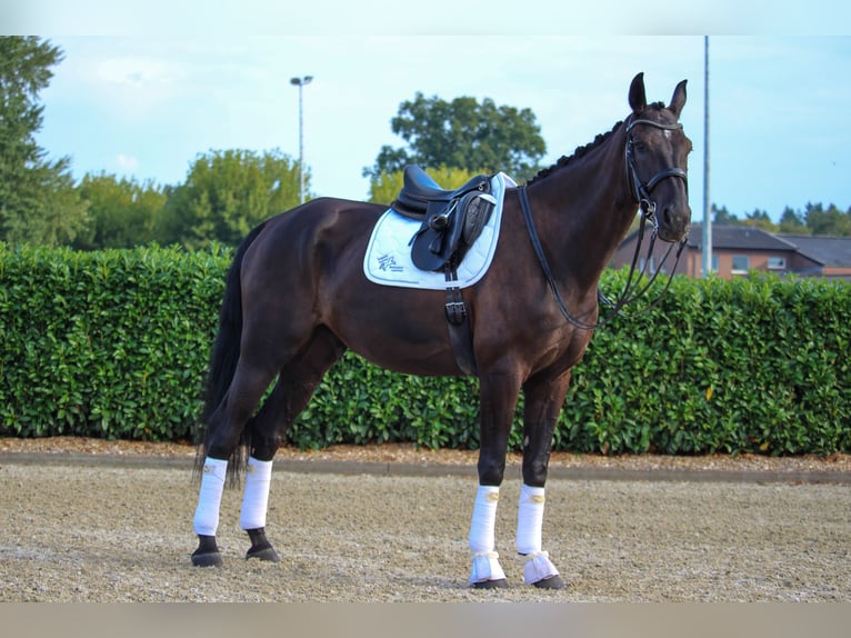 Hannoveriano Caballo castrado 11 años 183 cm Negro in Tornesch