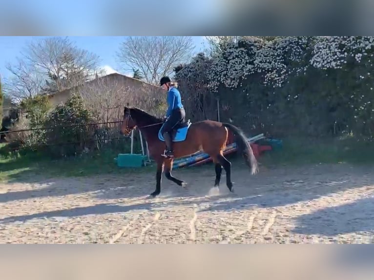 Hannoveriano Caballo castrado 11 años in Fribourg