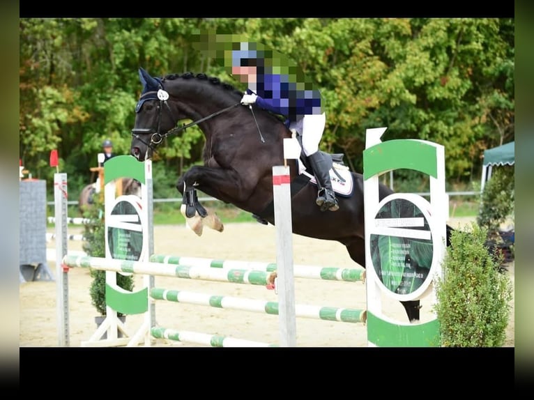 Hannoveriano Caballo castrado 11 años in Crailsheim