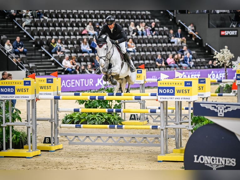 Hannoveriano Caballo castrado 11 años Tordo in Rickenbach LU