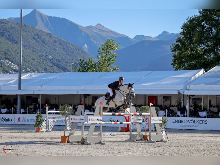 Hannoveriano Caballo castrado 11 años Tordo in Rickenbach LU