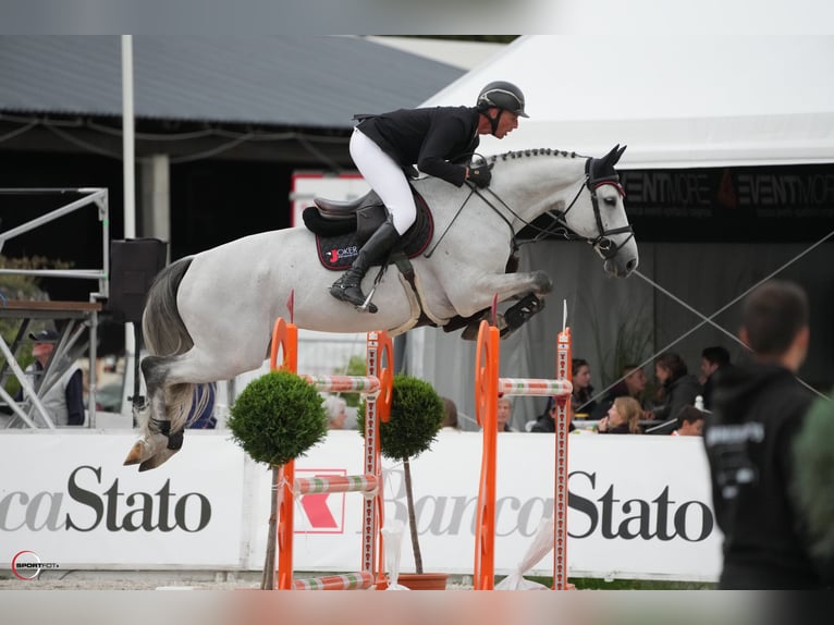 Hannoveriano Caballo castrado 11 años Tordo in Rickenbach LU