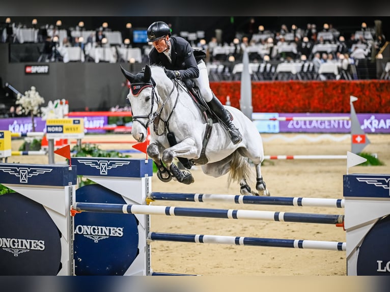 Hannoveriano Caballo castrado 11 años Tordo in Rickenbach LU