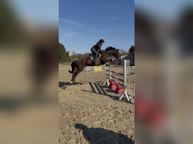 Hannoveriano Caballo castrado 12 años 163 cm Morcillo in Everswinkel