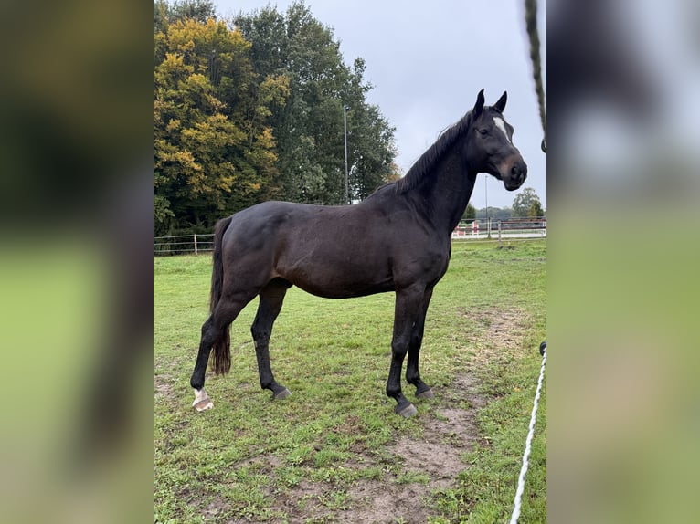 Hannoveriano Caballo castrado 12 años 163 cm Morcillo in Everswinkel