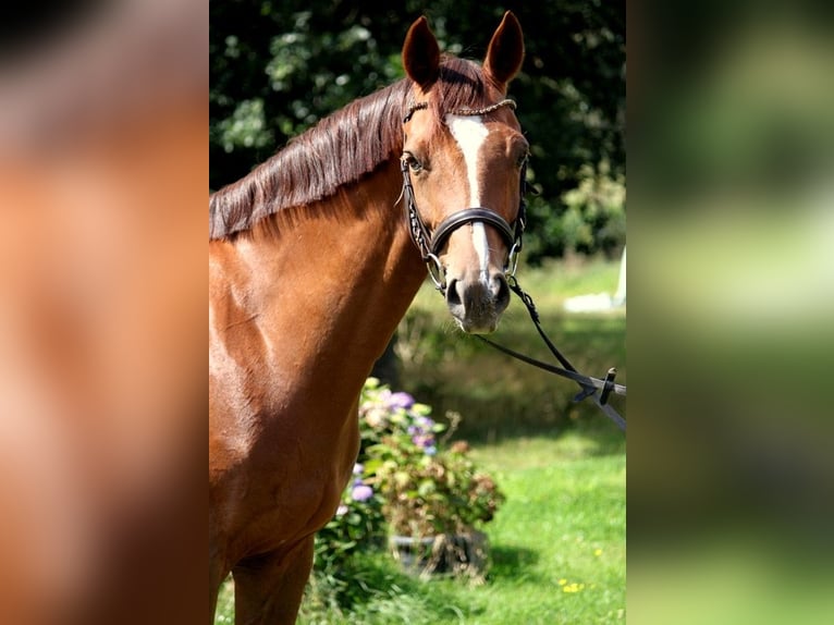 Hannoveriano Caballo castrado 12 años 164 cm Alazán-tostado in Nienburg (Weser)