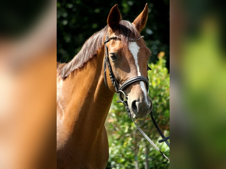 Hannoveriano Caballo castrado 12 años 164 cm Alazán-tostado in Nienburg (Weser)