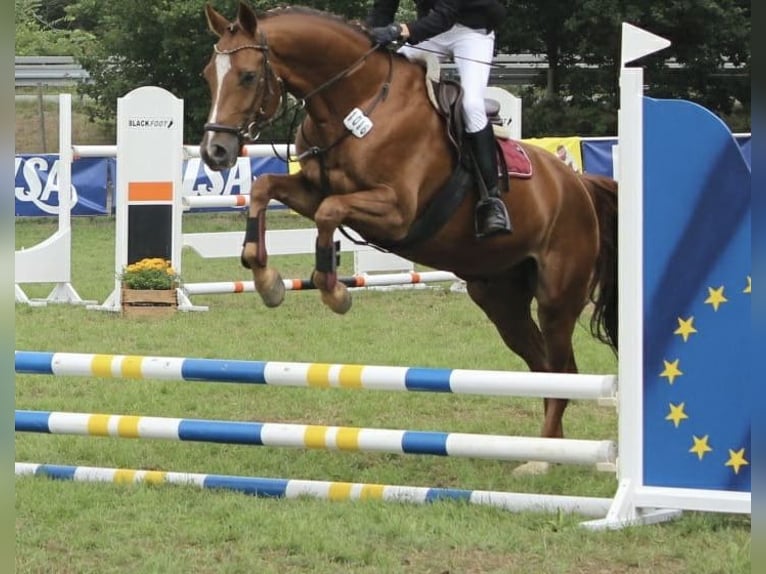 Hannoveriano Caballo castrado 12 años 164 cm Alazán-tostado in Nienburg (Weser)