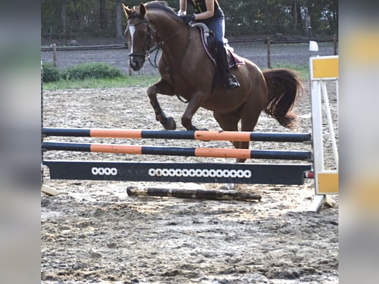 Hannoveriano Caballo castrado 12 años 164 cm Alazán-tostado in Nienburg (Weser)