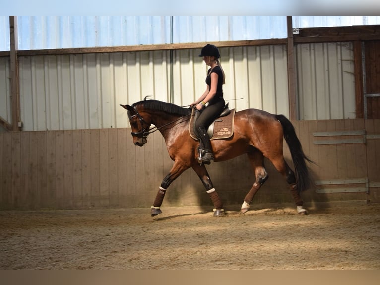Hannoveriano Caballo castrado 12 años 164 cm Castaño in Oyten